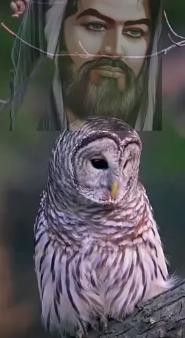 #ياحسين #البومه_ناعيه_الحسين_ع_ 