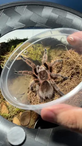 What should I name her? #grammastolarosea #tarantula #spidersoftiktoks #tarantulasoftiktok #tarantulas #tarantulalove #spiders #handleatyourownrisk 