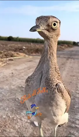 #wtf #lmao #bro #roadrunner #looneytunes #classic #funny #funnyvideos #bird #birdsoftiktok #lol #haha #hilarious #meme #viraltiktok #viralvideo #foryoupage 