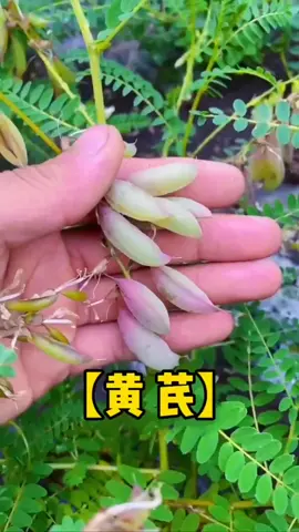 #CapCut  黄芪，也叫北芪～认识中药 #保健养生 #食疗养生 #中药材 #科普 #中草药 #健康 #recommendations #中国 #抖音 #推荐 #fyp #hot #new #video #happy #foryou #tiktok #viralvideo #videoviral #foryoupage #foryourpage #viraltiktok #我要上推薦 #热门 #热门推荐 #top #养生 #保健 #health #kesihatan #中药 #中药调理 #健康养生 #中医 #中医健康 #capcut 