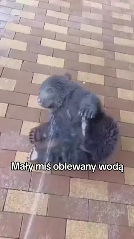 #zwierzeta #urocze #ciekawostki #wiedza #wholesome #dc #dlaciebie 