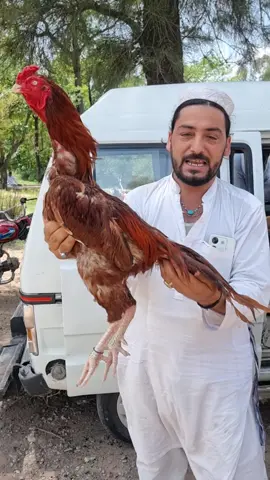 Peela Aseel White eyes #foryoupageofficiall #growmyaccount #foryou 