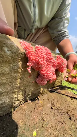🐌🐌🐌🐌🐌 #snail #egg #asmr #satisfying #relax #remove #trending #xuhuong #reels 
