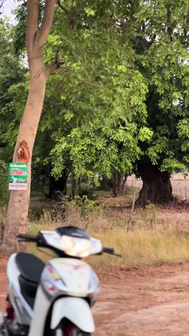 ถ่านตอนเย็นลงตอนมืด😂🤍 #เวฟ125บังลม #wave125i_ไฟเลี้ยวบังลม #4วาวล์ไทยแลน #ทรงแวนซ์💨 #เวฟไหมครับ #เวฟดิวะ💯 #ท่อเลส #ท่อเลสเวฟ125 #เลเซอร์ตามสั่ง #ท่อขึ้นใหม่ทุกใบ #ฝากกดใจกดติดตามด้วยนะครับ #ขอบคุณที่ติดตามน๊า #สุพรรณบุรี #ฟีด 