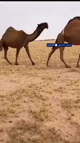 #دبيان_السبيعي_تلاد_الصفر #دبيان_السبيعي #الصفر #ماشاءالله_تبارك_الله #حصريات🔥 #مشاهير_تيك_توك #موسى_الحنيني #اكسبلور_تيك_توك #اكسبلورexplore 