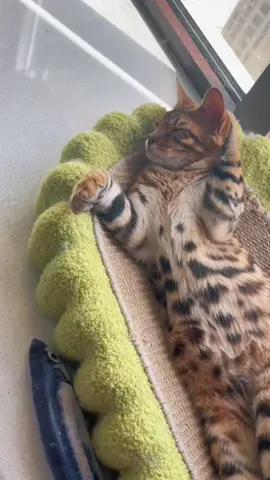 #foryou #cat #catlover #petlover #catsoftiktok #cattoks #catstiktok  #foryoupage #petsupplies #cat #cute #sweet #haha #funny #clever #lmao #fypシ゚viral 