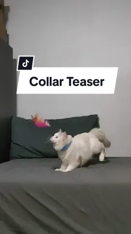 Collar Cat Teaser 😺 #forcats #cattoys #playfulcat 