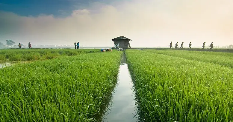 Pemandangan sawah🌒 #pemandangan #sawah #sore #fyppppppppppppppppppppppp 