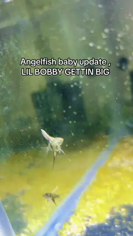 #angelfish #angelfishbaby #fishtank #fishkeeping 