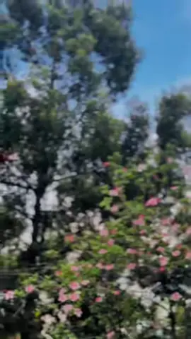 #duet with @DAMIINA #ibsadaminaa 