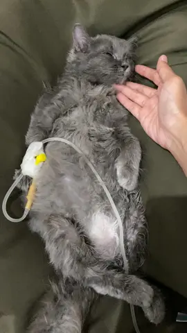 kuat ya el, kembali sehat lagi nak, nanti kita main lagi ya🥺😢 #kucing #kucingkeracunan #kucingliver #spraykucing #kucingsakit #keracunan 