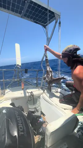 I CAUGHT A WHAT?? This was straight up the craziest catch of my life. I was so sad about catching this bird because it is my favorite bird, a blue footed boobie. They are so cool. I’ll do a proper tribute tomorrow but I need to know whether or not we name him. Thoughts? #sailing 