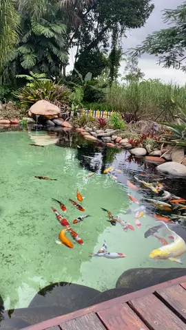 Lago de carpas koi 🐠 Cantinho especial para uma bela foto 📸 . . #fotografia #photography #photo #foto #brasil #photooftheday #instagood #nature #Love #natureza #photographer #brazil #instagram #canon #fotos #picoftheday #fotografo #art #naturephotography 