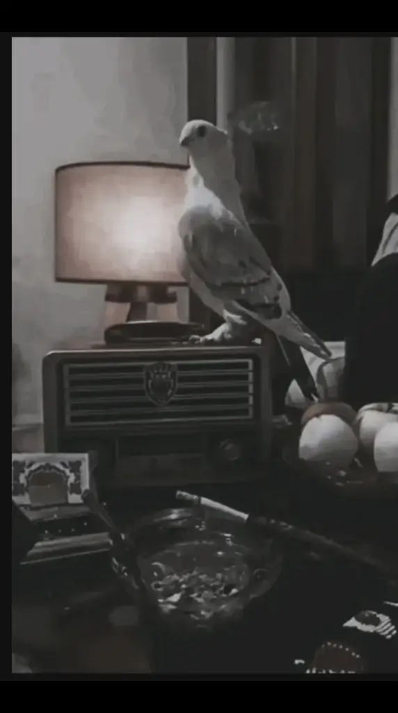 #يا_طير_الموده_ارد_اني_اطير_وياك🥀😔 #سوريا_تركيا_العراق_السعودية_الكويت #عمان🇴🇲 #مجرد________ذووووووق🎶🎵💞 @عـِمۘـࢪٍ اެࢦ'ښـبـ؏ؔـاެۅي🦅📜 