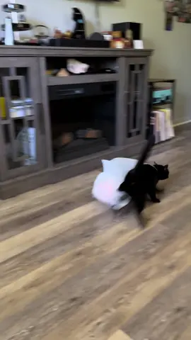 Weirdo got herself tangled up in a grocery bag and was running for her life 😂😂 #funnycats #cats #catsoftiktok #weirdo #catinabag #catfail #blackcat #notathoughtbehindthoseeyes 