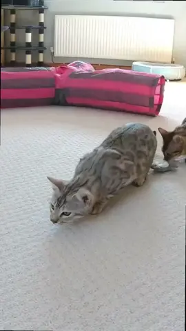 Cat Wiggles Butt Before Pouncing