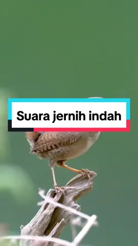 Sikatan #sikatan #burungsikatan #bird #kicaumania #soundbird #suaraburung #capcut #arkaan #burungliar #hewan 