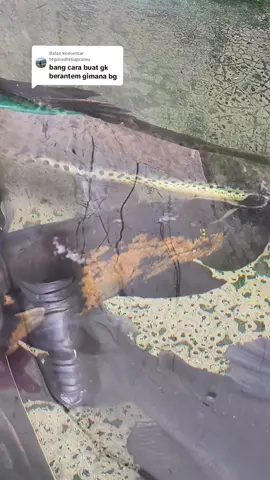 Membalas @tegaradhitiapramu tidak bisa bang, ini contoh kecupan sayang dari Channa ke Oscar  #tanning #bunga #xybca #viral #masukberanda #fyp #ikanpredator #predatorfish #ikan #ikanhias #channajumbo #channaindonesia #channa #cabung #oscar #rtc #pet 