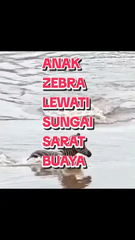 Seekor anak zebra terlalu berani mengambil resiko, dia mencoba menyeberangi sungai yg penuh dengan buaya lapar. Akan selamatkah anak zebra ini ? #animalsoftiktok  #duniahewan  #musikmandarin 