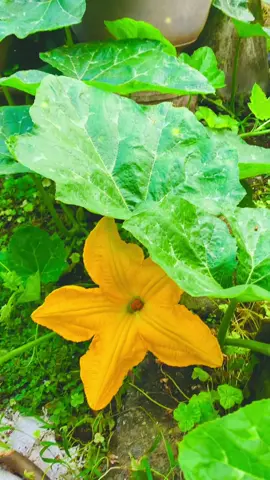 Bông bí vàng ngoài giàn… #vườn #hoa #bí #rau #xuhuong #trending #viral 