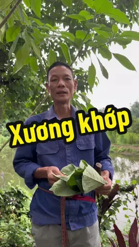Bạn nào đầu gối hay kêu lục cụ thì lấy ngay cây này nhé.#thaoduoc #thaoduocdantoc #thaoduocdantoccaolan #LearnOnTikTok #chuthanhthaoduocdongbac 