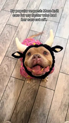 Thumbledore the bull #pitbullsoftiktok #pocketpitbull #rescue #foster @Zoo Snoods  #bulldog #cow 