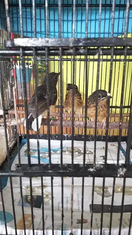 perkembangan anakan murai batu usia 1 bulanan udah mulai belajar makan mandiri🐦‍⬛ #fyp #muraibatu #muraibatuindonesia #viral 