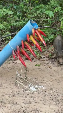 Best Quick Powerful Wild Pig Trap Make By Big Wood & Pvc #wildboar #wildpig #animaltrap #pigtrap #wildboartrap #shortvideo #wildpig #WildboarTrapping 