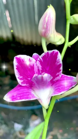 👍👍👍 Ta có thế nào thì cuộc đời vẫn cứ trôi qua mỗi ngày mà...🤣🤣🤣#LearnOnTikTok 