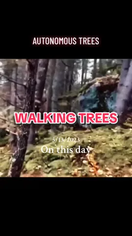 Why are these trees walking on their own? #onthisday #movingtrees #trees #conspiracytiktok #fypage 