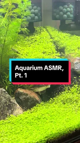 Everyone wants to stay in the Penthouse Suite 🧜‍♀️ #bettatank #bettatok #aquariumtok #nanotank #aquariumplants #nanoscape #asmraquarium #bettasorority #asmr #asmrrelax #asmrwater 