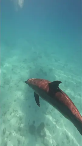 Le reve d une vie #swim #swimwithdolphins #dolphin #dolphins #egypte #reve #bestlife #moment #momentmagique#redsea #redseaegypt 
