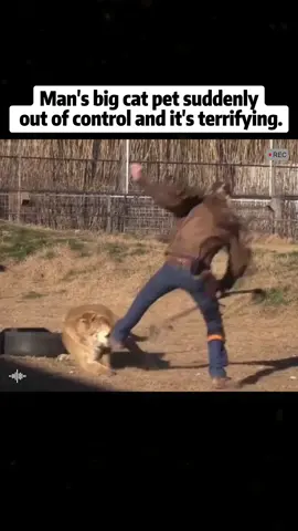 Man's Big Cat Pet Suddenly Gets Out of Control in a Creepy Way. #Animal #USAtiktok #foryou #fyp 