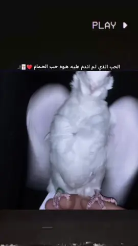 #ياناضري_صًلّي_على_النبي_🧿🧿 #العشق_الحقيقي #الحلال #لعيونكم #السلفرابوالجود #لعيون #الديوانية -ولايتنه#الدغاره #بصره #ناصريه #كوت #عماره #سماوه #لعيون#المحافضات_على_راسي #ارافل_العراق 