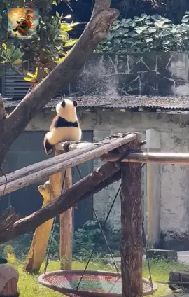 大熊猫莽灿灿 / 莽小五 Mang Can Can  #mangcancanpanda #mangxiaowupanda #giantpanda #cutepanda #pandaworld #pandalover #panda #莽灿灿 #莽小五 #中国国宝熊猫 #重庆动物园 