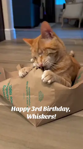 Typical cat behavior, playing with paper bags instead of his toys! Happy 3rd Birthday, Whiskers! We love you so much! #blindcat #rescuecat #orangetabby #hbd 
