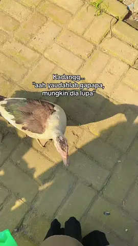 Gitu sih human, pelupa 🙂