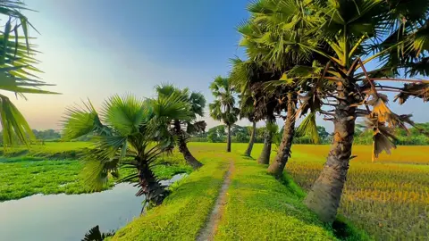 এই প্রকৃতির ভালোবাসার ছায়াতলে থেকেই আমাদের এত সুন্দর সুন্দর ইচ্ছা জন্মায় _☺️🌸 #foryou #foryoupage #narsingdi_bd #শীতল_হাওয়া #unfrezzmyaccount #কাপাসিয়া_গাজীপুর।🥰🥰 #পরিবেশটা_অনেক_সুন্দর❤️ #গ্রামবাংলা #iphone #fypシ゚viral #প্রকৃতিরঅপরূপসৌন্দর #গ্রামেরপ্রাকৃতিকদৃশ্য #গ্রামেরপ্রাকৃতিকদৃশ্য #প্রকৃতির_সৌন্দর্য🥰 #মনোহরদী_নরসিংদী #প্রকৃতির_অপূর্ব_সৌন্দর্য 