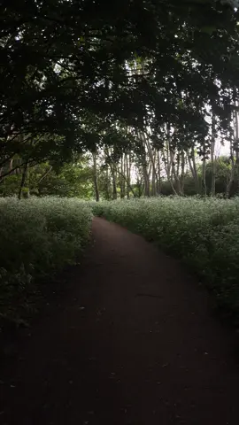 Walks in nature while listening to quran 👌#quran #nature #islam 