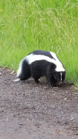 Support me 😍 #pets #cat #skunk #animal #fypシ  #cute 