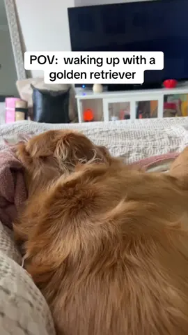 i get to wake up with immediate happiness because of this boy 🥹🫶🏼 #goldenretriever #dog #dogmom #fyp #Love #morningroutine #pov 