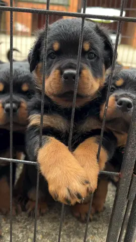 #rottweilersoftiktok #rottweiler #rottweilerpuppy #dogs #puppiesoftiktok #rottie #rottweilerlife .. Credits to kaiboss_kennels
