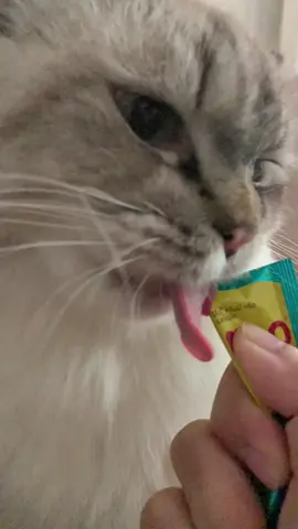 dear pawrents , inget ya jangan cari snack yang cuma sekedar enak tapi juga yang punya nutrisi seimbang. pilih ME-O CREAMY TREATS jadi treats WAJIB pawrents dirumah ya, pasti anabul makin happy dan sehat 😽  #sera #serasada #tiktok #tiktokindonesia #tiktokviral #shop #shopping #makanan #kucing #kucinglucu #kucingtiktok #kucingtiktokindonesia #kucingsehat #kucingku #anabul #anabulkesayangan #himalayancat #ragdoll #ragdollcat #mainecoon #mainecooncat #catlovers #catloversindonesia #treats #treatsforcats #creamytreats #meo #meocreamytreats 