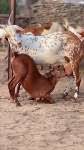 #إنتاج_مراح_فخر_الجنوب #مراح_فخر_الجنوب #الماعز_الدهم #الماعز #معزا_جنوبيه #غنم_دهم #بهم #غنماتي #معزاء_مزاين #غنم_وشح #غنم #الحقو_ماغص #حقو_ماغص #الحقو #اكسبلور #fyp 