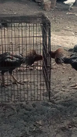 #Meme #MemeCut #CapCut#fyp #bangkokklasikindonesia 