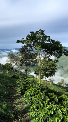 Paisaje Cafetero, Macizo Colombiano, Sur de Huila, Pitalito  #huilacolombia #cafedecolombia #colombiancoffee #pitalitohuila 