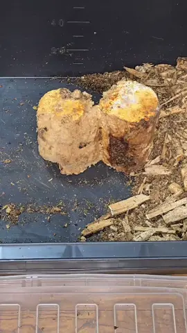 #作業音 #クワカブの部屋 