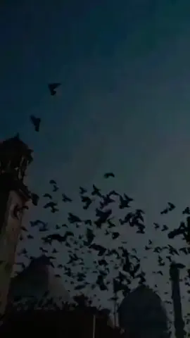 سَيظلّ💔 #شَوقي لكَ💔« ياأخي 💔» عُمرًا حتّىٰ💔 نَلتقِي 🥺💔#حسبي_الله_ونعم_الوكيل #صعدو_الفيديو #المضلومين #السجناء #ستوريات_حزين #تعبانه_من_كل_دنيا💔 #اخي #غيبتك #متابعه_ولايك_واكسبلور #الشعب_الصيني_ماله_حل😂😂 #متابعه_ولايك_واكسبلور_احبكم #صعدو_الفيديو 