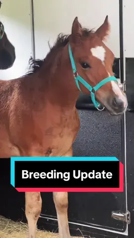 Breeding Update🐴 #breedingupdate #breedingseason #broodmare #mareandfoal #horsebreeder #horsebreeding 