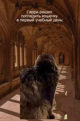 #хогвартс #гаррипоттер #гриффиндор